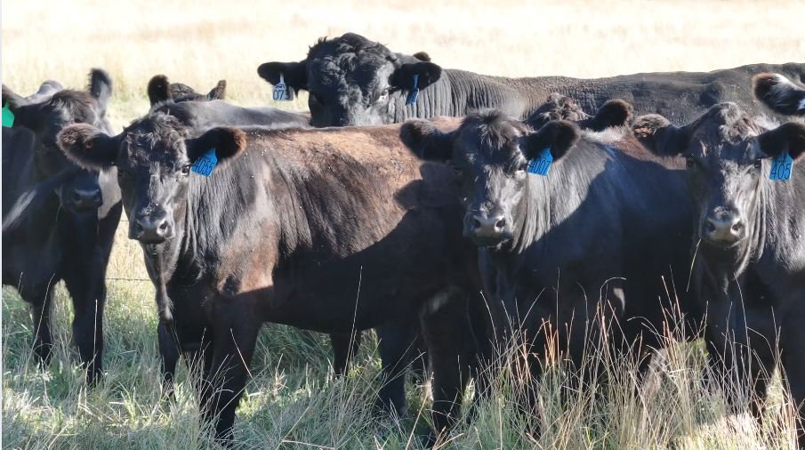March calving bred heifers 950 lbs, one-iron off two solid ranches.- BH929C5